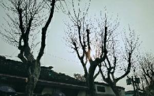 颞下颌紊乱的爱情